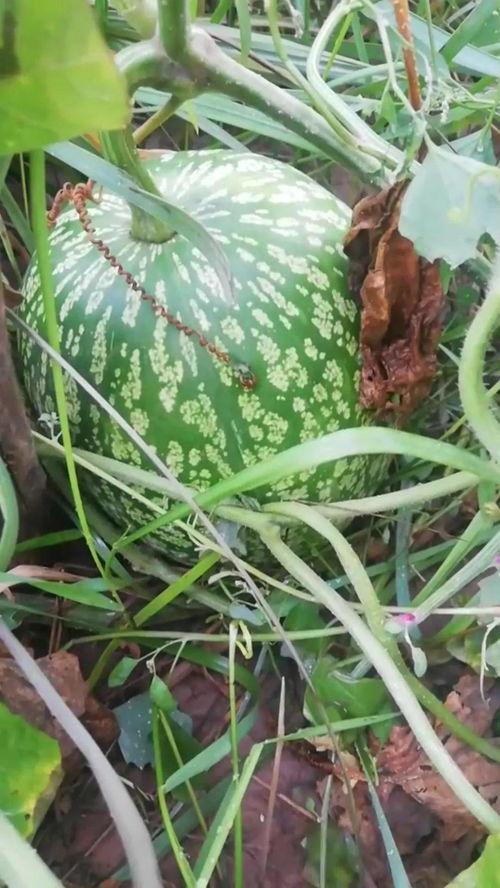 吃葛瓜能长胎,揭秘胎生成长秘诀