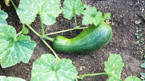 老瓠瓜怎么吃,家常美味新体验