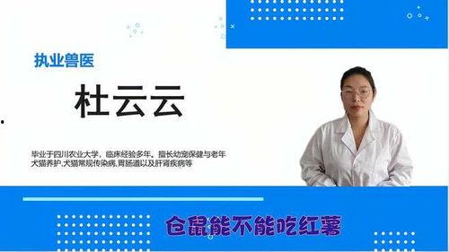 仓鼠可以吃土瓜,仓鼠的天然美食与营养补充