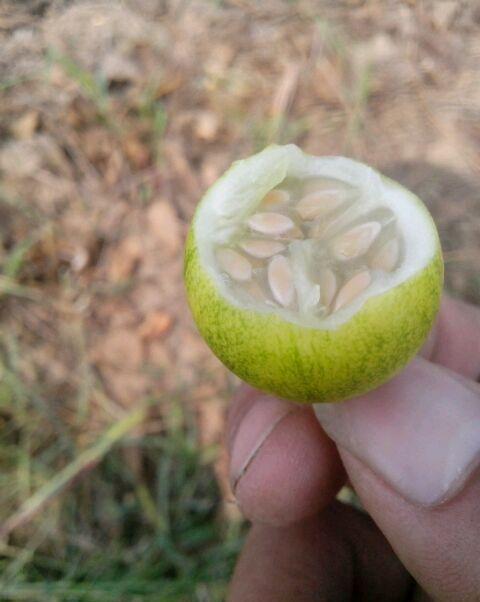 梦见吃小野瓜,小野瓜的甜蜜启示