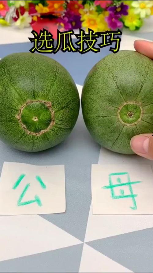 吃瓜涨知识视频,短视频中的趣味科普之旅