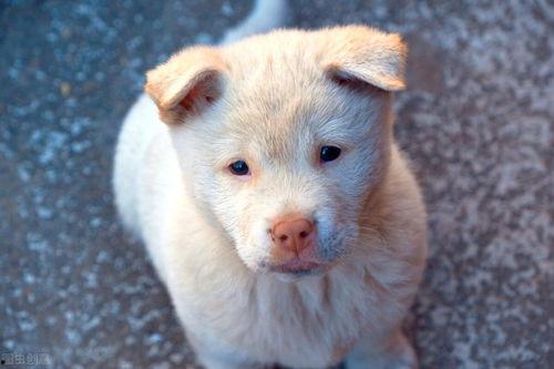 小狗吃土瓜,小狗的土瓜美食之旅