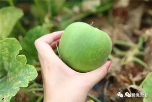 吃瓜半个农夫